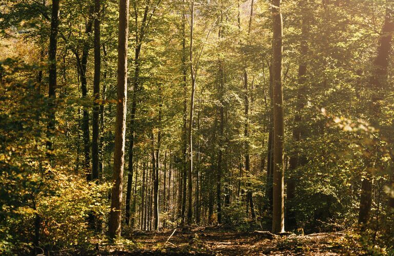 Wald