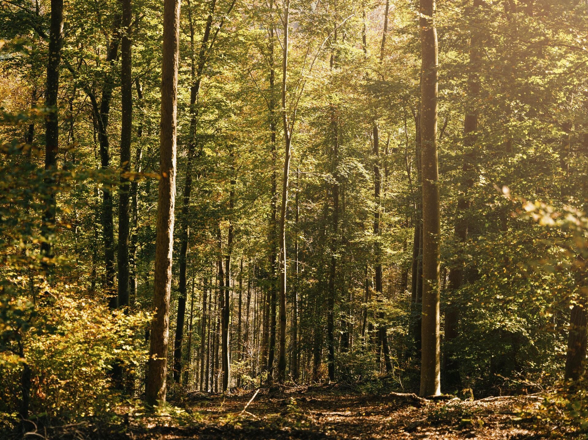 Wald